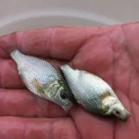 نوزادبچه ماهی|ماهی|اصفهان, درب کوشک|دیوار