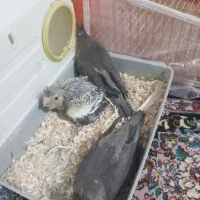 جوجه عروس هلندی|پرنده|زاهدان, |دیوار