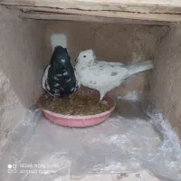 کبوتر نوک ریز کله دوبی