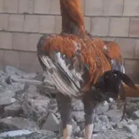خروس لاری افغانی|حیوانات مزرعه|مشهد, پرکندآباد|دیوار