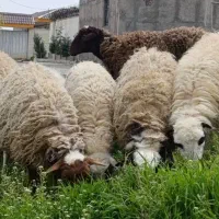 میش،وبره شیشک جهت قربانی|حیوانات مزرعه|قزوین, |دیوار