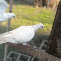 کبوتر|پرنده|ماکلوان, |دیوار