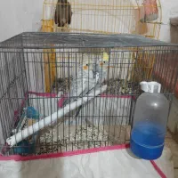 عروس هلندی نرو ماده