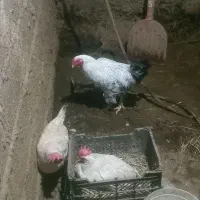 فروش ۶عدد بوقلمون ویک خروس|حیوانات مزرعه|شبستر, |دیوار