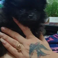 پامر خرسی عروسکی سایز ریز رنگ کاملا تک و خاص