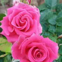 اجاره منزل مسکونی در سورشجان