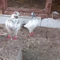 کفتر غریب|پرنده|سنگر, |دیوار