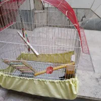 قفس پرنده
