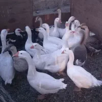 فروش غاز محلی|حیوانات مزرعه|نقده, |دیوار