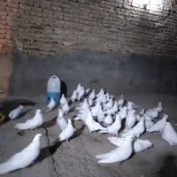 چند تا کبوتر سفید کاکلی و ساده نوک ریز|پرنده|ملکان, |دیوار