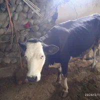 گاو وگوساله|حیوانات مزرعه|نظر کهریزی, |دیوار