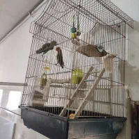 فروش طوطی برزیلی