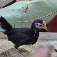 مرغ و جوجه  مینیاتوری