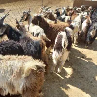 (( ۴۰ راس بز غاله نر ))