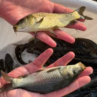 بچه ماهی کپور