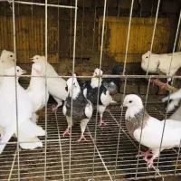 تعدادی طوقی بالغ و جوان|پرنده|مینودشت, |دیوار