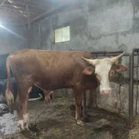 فروش گاو و گوساله