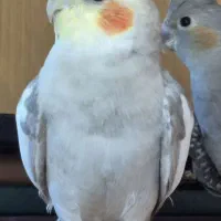 عروس هلندی گم شده|حیوانات|تهران, هفت چنار|دیوار