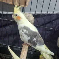 3 عدد عروس هلندی