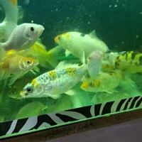 فروش انواع ماهی خانگی|ماهی|اصفهان, مسجد مصلی|دیوار