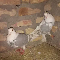 دوتا پشت دار پلاکی نر بردسیر