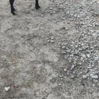 گوسفند سه ماه آبست|حیوانات مزرعه|سنگدوین, |دیوار