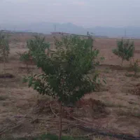 فروش زمین ۱۵۰۰ متری درنظرآباد|فروش زمین و ملک کلنگی|کرج, گلشهر|دیوار
