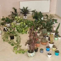 فروش توافقی گل های خاص