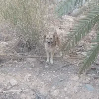 فروش سگ شکاری سیخوره قیمت جفت ۱۷