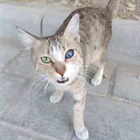 گربه خاص با چشم 2رنگ