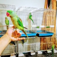 دنیا شاه طوطی ملنگو نر ماده دستی رام سخنگوچشم درشت|پرنده|تهران, استاد معین|دیوار