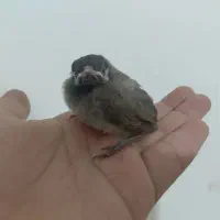 قناری درختی