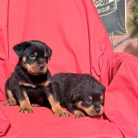 دو قلاده توله نر روتوایلر با ارایه مدارک کامل