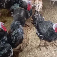 ۱۱تا بوقلمون ۶تا نر ۵تا ماده|حیوانات مزرعه|مشهد, تبادکان|دیوار