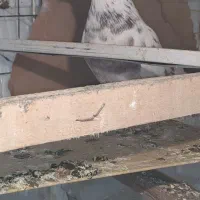 کفتر نر قلمکار