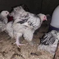 جوجه مرغ خروس برهما ۴.۵ ماهه|حیوانات مزرعه|یزد, |دیوار