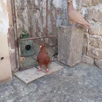 کبوتر