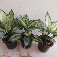 زاموفیلیا حراجی با کیفیت و رشد انفجاری|گل و گیاه طبیعی|کرج, اسلام‌آباد|دیوار