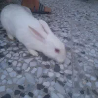 دو جفت خرگوش نر و ماده