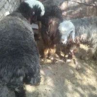 بره ماده