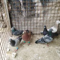 کفتر|پرنده|مشهد, ابوذر|دیوار