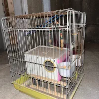 قفس پرنده