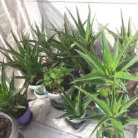 آلوئورا شاخ بری|گل و گیاه طبیعی|تهران, افسریه جنوبی|دیوار