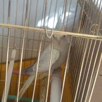 عروس هلندی نروماده سخنگو