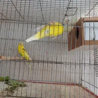 مرغ عشق|پرنده|آبپخش, |دیوار