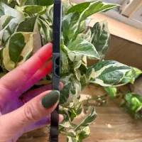 ایفون ۱۲پرو|موبایل|لنگرود, |دیوار