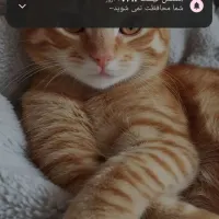 فروشنده هستم
