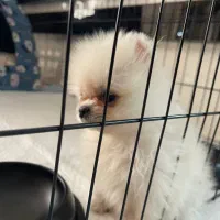 پامر تیکاپ ۲ماهه|سگ|مشهد, دانشجو|دیوار