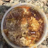 عسل کوهی وحشی دیابت