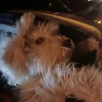 واگذاری شیتزو اصل